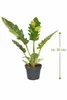 Philodendron 'Ring of Fire' 30cm - Ohnivá pokojová rostlina Náhled obrázku produktu 2