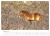 Exmoor Ponnys - Die letzten Ihrer Art (Wandkalender 2027 Produktbild-Vorschau 13