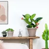 Medinilla magnifica 'Flamenco' - Medinilla - Zimmerpflanze Produktbild-Vorschau 4