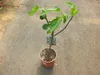 Ficus carica Bornholms diamant Stonek 60–70 cm – fíkovník  Náhled obrázku produktu 2