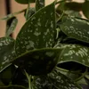 Bloomique - Scindapsus Pictus - Srebrzyk - Roślina Podgląd zdjęcia produktu 4