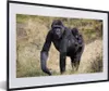 MuchoWow® MuchoWow® Gerahmtes Poster Bild eines Gorillas Produktbild-Vorschau 1