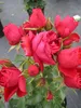 Rosa Manora ® - Beetrose Manora ® - Tantau Rose Produktbild-Vorschau 2