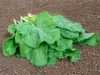 Mangold Verde da taglio (Schnittmangold) |  Mangoldsamen Produktbild-Vorschau 2