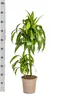 Drachenbaum Hawaiian Sunshine Ø19cm - ↕70 - 90cm Produktbild-Vorschau 5