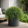 Stauden Gänge 5 x Hakonechloa macra im 1 Liter Topf - Produktbild-Vorschau 3