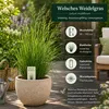 Welsches Weidelgras lolium multiflorum | 1kg für 250 m² | Produktbild-Vorschau 3