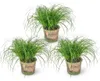 Bloomique - Lot de 3 - Cyperus zumula - Herbe à chat - Voir les images du produit 1
