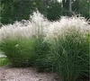 Stauden Gänge 3 x Miscanthus sinensis 'Graziella' im 1 Produktbild-Vorschau 5
