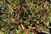 Berberis julianae - Berberis julianae 40- 60 cm velikost Náhled obrázku produktu 1