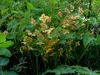 A close-up view of orange flowers and green foliage. Produktbild-Vorschau
