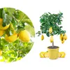 Meine Orangerie Zitronenbaum Mezzo - echte Zitrone - Produktbild-Vorschau 1