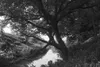 HOYA INFRARED R72 Infrarotfilter 82mm Produktbild-Vorschau 6