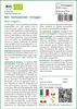 SAFLAX  -- Barbabietola - Chioggia - 70 semi - Con Anteprima dell’immagine prodotto 3