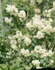 Philadelphus 'Virginal', Duftjasmin, weiß, 60–100 cm Produktbild-Vorschau 4
