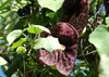 SAFLAX - duchovná rastlina - Aristolochia littoralis syn. Náhľad obrázku produktu 6