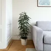 Ficus pleureur - Ficus binnendijkii - Hauteur 100-110cm - Voir les images du produit 5
