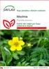 SAFLAX - mochna - Potentilla anserina - 20 Semena Náhled obrázku produktu 1