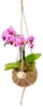 Kokodama Phalaenopsis (L) Náhľad obrázku produktu 9