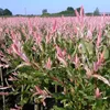 Salix Flamingo - Ø23cm - ↕140-160cm Voir les images du produit 6