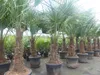 2 Stück im Palmenset Trachycarpus fortunei dicke Stämme 200 Produktbild-Vorschau 1