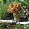 Opinel Pilzmesser No. 08 Klappmesser mit Bürste Produktbild-Vorschau 15