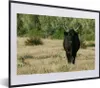 MuchoWow® MuchoWow® Gerahmtes Poster Ein schwarzer Bulle in Produktbild-Vorschau 1