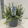 Euonymus 'Harlequin' - fusain | 35-40 cm en pot Voir les images du produit 3