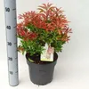 Pieris jap. 'Mountain Fire' - Lavanda giapponese Heath Anteprima dell’immagine prodotto 1