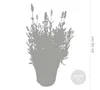 3er Set - Lavandula Angustifolia Ardèche - Lavendel Pflanze Produktbild-Vorschau 3