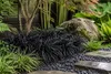 Schwarzer Schlangenbart Ophiopogon planiscapus 'Niger' – Produktbild-Vorschau 3