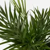 Areka - Dypsis lutescens - Wysokość 100-120cm - ⌀21cm Podgląd zdjęcia produktu 3