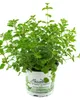 Enseleits Oregano,1 frische Küchenkräuter Pflanze Produktbild-Vorschau 1