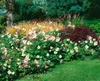 Anemone hupehensis 'September Charm', Herbst-Anemone, rosa, Produktbild-Vorschau 5