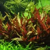 Aquarium Pflanze 3 Stück Alternanthera reineckii 'Pink' Produktbild-Vorschau 2