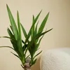 Bloomique - 2er Set - Yucca Elephantipes - Yucca Palme - Produktbild-Vorschau 4
