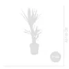 Bloomique - Yucca Elephantipes - Yucca - Plante d’intérieur Voir les images du produit 6