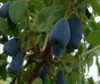 Caprifoglio della Kamchatka Indigo Gem 1L Anteprima dell’immagine prodotto 3