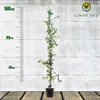 A potted climbing plant with white flowers is shown against a textured gray and white background, with a ruler marking its height. Náhled obrázku produktu