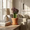 Bloomique - Euphorbia Lactea Cristata - Pianta cactus - Anteprima dell’immagine prodotto 2