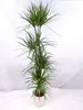 [Palmenlager] - XXL Dracaena marginata 190 cm / 5er(!) Tuff Produktbild-Vorschau 1