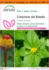 SAFLAX Garden in the bag - Crescione del Brasile - 500 semi Anteprima dell’immagine prodotto 1