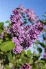 Syringa vulgaris 'Sensation', Flieder, zweifarbig, 60–80 cm Produktbild-Vorschau 4