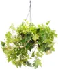 Zimmerpflanze zum Hängen - Königswein - Cissus rhombifolia Produktbild-Vorschau 1
