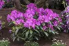 Rhododendron 'Roseum Elegans', rosa Blüten, 30–40 cm Produktbild-Vorschau 7