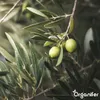 Olivenbaum Flüssigdünger 1L – 2-1-8 NPK – Produktbild-Vorschau 8