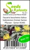 15x Faucaria bosscheana Kaktus Sukkulenten Zimmer Garten Produktbild-Vorschau 4