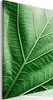 Italienischer Leinwand Leinwandbild - Malachite Leaf (1 Produktbild-Vorschau 1