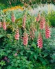 Digitalis x mertonensis, Fingerhut, rosa Blüten, ca. 11x11 Produktbild-Vorschau 3