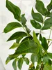 Juglans regia 'Lara', Walnussbaum, Höhe 100 cm, Produktbild-Vorschau 2